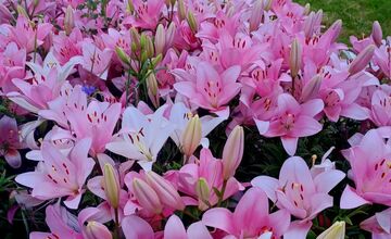 FOTO: Agátka kvitne ako z rozprávky