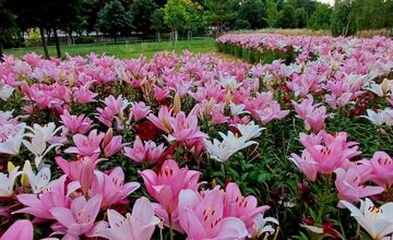 FOTO: Agátka kvitne ako z rozprávky