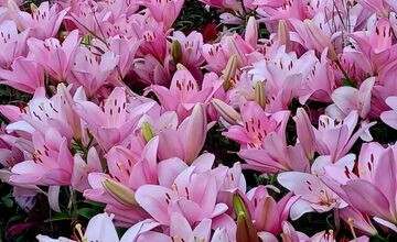 FOTO: Agátka kvitne ako z rozprávky