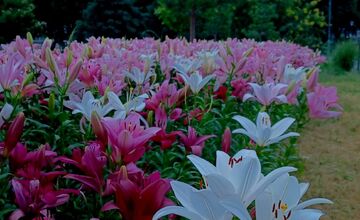 FOTO: Agátka kvitne ako z rozprávky