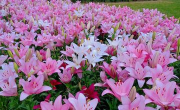 FOTO: Agátka kvitne ako z rozprávky