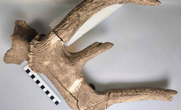 FOTO: Nálezy ostatkov jeleňa a pratura v Košolnej