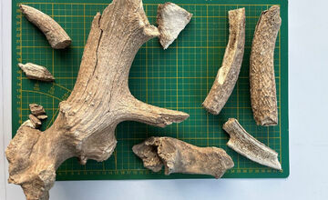 FOTO: Nálezy ostatkov jeleňa a pratura v Košolnej