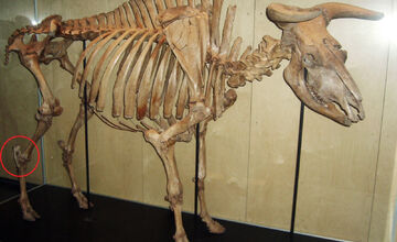 FOTO: Nálezy ostatkov jeleňa a pratura v Košolnej