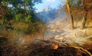 FOTO: Hasiči zlikvidovali niekoľko požiarov porastov a strnísk v Trnavskom kraji