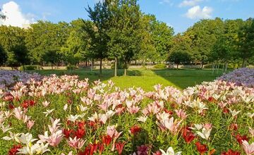 FOTO: Trnavčanka zachytila krásu letnej Trnavy