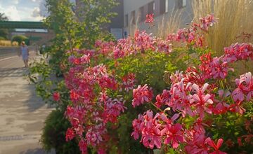 FOTO: Trnavčanka zachytila krásu letnej Trnavy