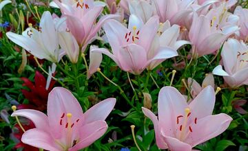 FOTO: Trnavčanka zachytila krásu letnej Trnavy