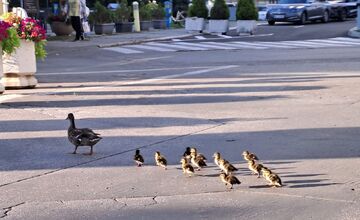 FOTO: Nečakaná, no o to krajšia návšteva v Piešťanoch - kačacia rodinka