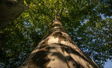 FOTO: Finalisti z Trnavského kraja 23. ročníka ankety Strom roka