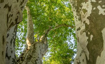 FOTO: Finalisti z Trnavského kraja 23. ročníka ankety Strom roka