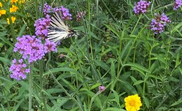 FOTO: Najkrajšia predzáhradka v Trnave