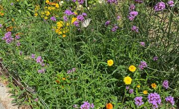 FOTO: Najkrajšia predzáhradka v Trnave