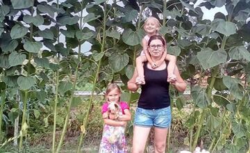 FOTO: Hlohovčanom sa podarilo vypestovať nadrozmerné slnečnice