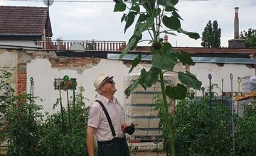 FOTO: Hlohovčanom sa podarilo vypestovať nadrozmerné slnečnice