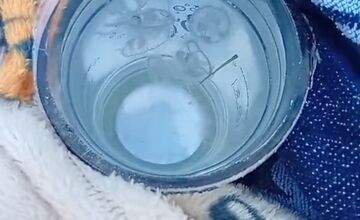 FOTO: Medúzky na Zlatých pieskoch a na Draždiaku