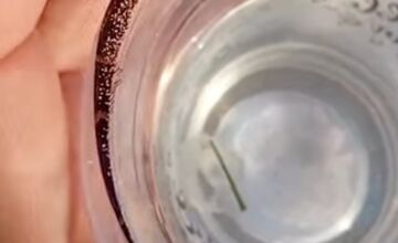 FOTO: Medúzky na Zlatých pieskoch a na Draždiaku