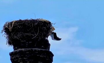 FOTO: Hasiči z Piešťan mali netradičný zásah – zachraňovali bociana