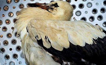 FOTO: Hasiči z Piešťan mali netradičný zásah – zachraňovali bociana