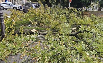 FOTO: Na Kapitulskej v Trnave padajúce stromy poškodili majetok, Trnavčania hovoria o zanedbanej zeleni
