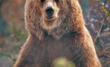FOTO: V Malkia Parku zomrel medvedica Hildegard