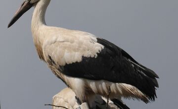 FOTO: Pozrite sa, ako vyzerajú bocianí cestovatelia