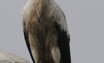 FOTO: Pozrite sa, ako vyzerajú bocianí cestovatelia