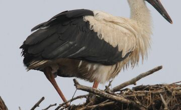 FOTO: Pozrite sa, ako vyzerajú bocianí cestovatelia