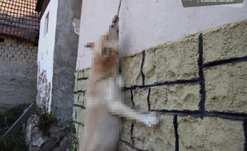 FOTO: Otrasný prípad týrania zvieraťa v Chtelnici