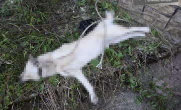 FOTO: Otrasný prípad týrania zvieraťa v Chtelnici
