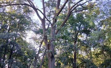 FOTO: Rúbanie stromov v senickom parku