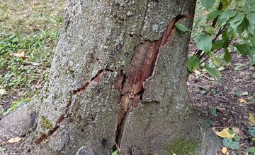 FOTO: Rúbanie stromov v senickom parku