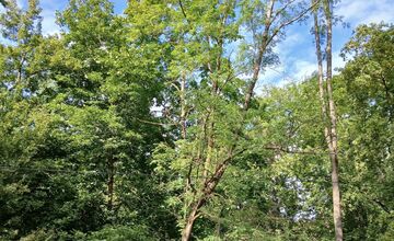 FOTO: Rúbanie stromov v senickom parku