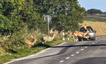 FOTO: Na Záhorí skrížilo cestu šoférom stádo stoviek danielov