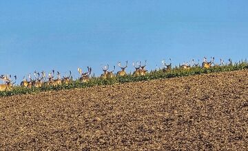 FOTO: Na Záhorí skrížilo cestu šoférom stádo stoviek danielov