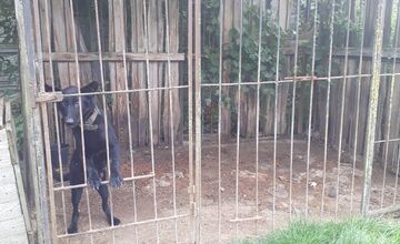 FOTO: V Jablonici veterinári odhalili nelegálnu množiareň psov v zlých podmienkach