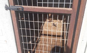 FOTO: V Jablonici veterinári odhalili nelegálnu množiareň psov v zlých podmienkach