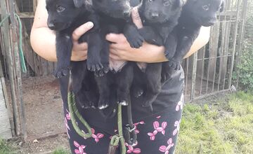 FOTO: V Jablonici veterinári odhalili nelegálnu množiareň psov v zlých podmienkach