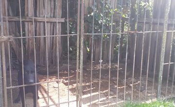 FOTO: V Jablonici veterinári odhalili nelegálnu množiareň psov v zlých podmienkach