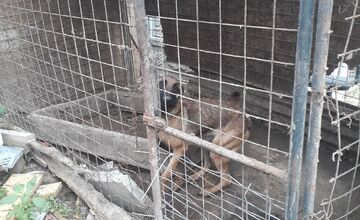 FOTO: V Jablonici veterinári odhalili nelegálnu množiareň psov v zlých podmienkach