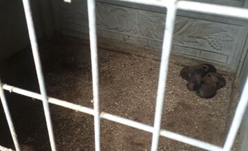 FOTO: V Jablonici veterinári odhalili nelegálnu množiareň psov v zlých podmienkach