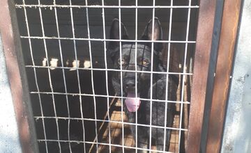 FOTO: V Jablonici veterinári odhalili nelegálnu množiareň psov v zlých podmienkach