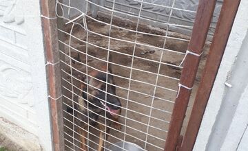 FOTO: V Jablonici veterinári odhalili nelegálnu množiareň psov v zlých podmienkach