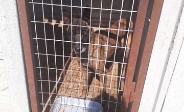 FOTO: V Jablonici veterinári odhalili nelegálnu množiareň psov v zlých podmienkach