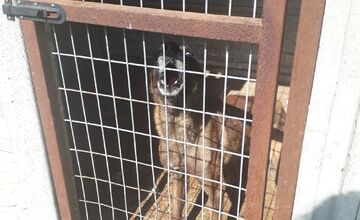 FOTO: V Jablonici veterinári odhalili nelegálnu množiareň psov v zlých podmienkach