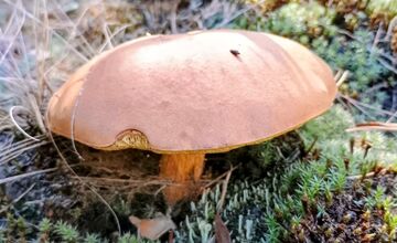 FOTO: Na Zahorí je dubákový raj