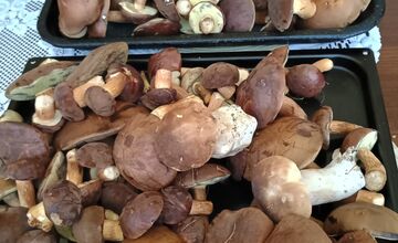 FOTO: Na Zahorí je dubákový raj