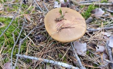 FOTO: Na Zahorí je dubákový raj