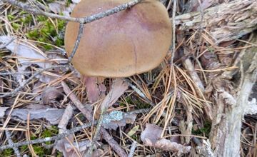 FOTO: Na Zahorí je dubákový raj