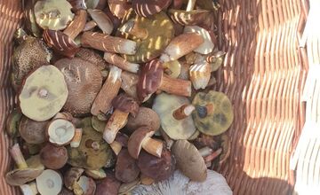 FOTO: Na Zahorí je dubákový raj